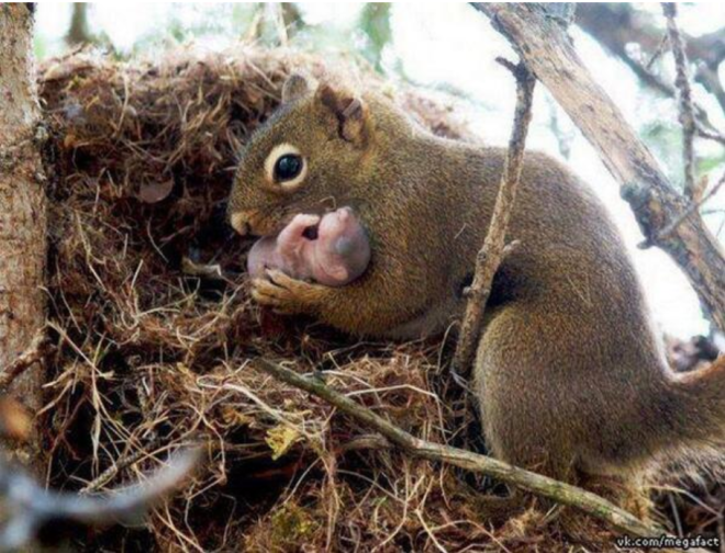 A female squirrel adopts adopts an orphaned baby.